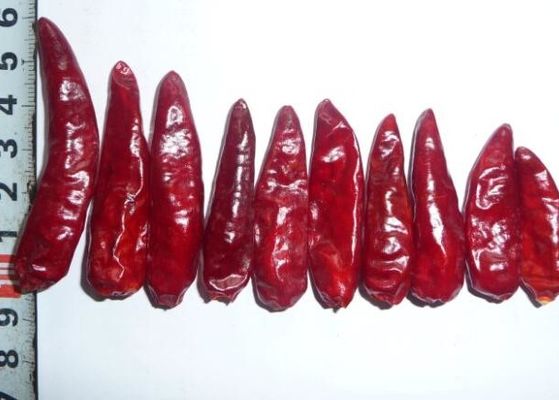 四川の赤い弾丸の唐辛子のStemless乾燥された熱いチリ ペッパーGMP