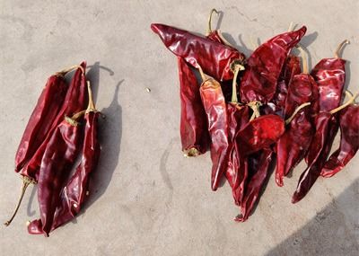 乾燥された長く赤い唐辛子甘い有機性Guajilloは10cmの長さをふりかける