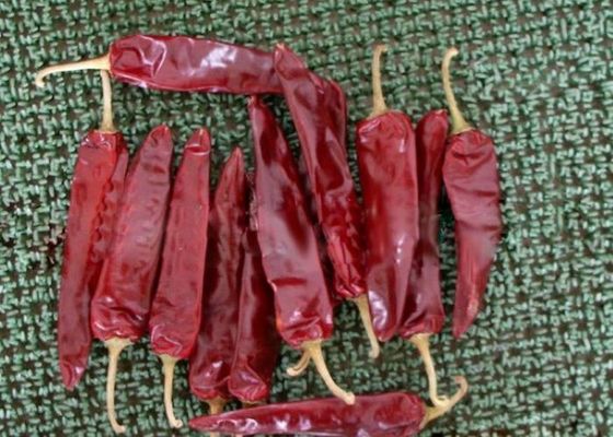 湿度 ≤14% 甘いパプリカ 唐辛子 赤いチリ カプシカム 保存温度 0°C~28°C