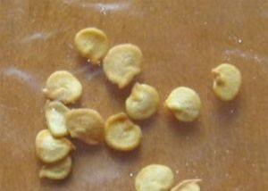 HACCPのぴりっとする乾燥された唐辛子は8mmのサイズ5%の湿気の熱い好みを播く
