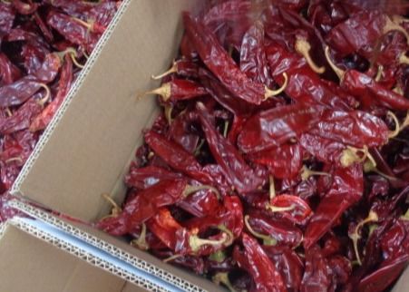 水分を取り除かれたチェリーレッド・レコードGuajillo Chilisは13CM長く赤い唐辛子を100 SHU乾燥した